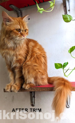 Pure Persian Adult Female Ca